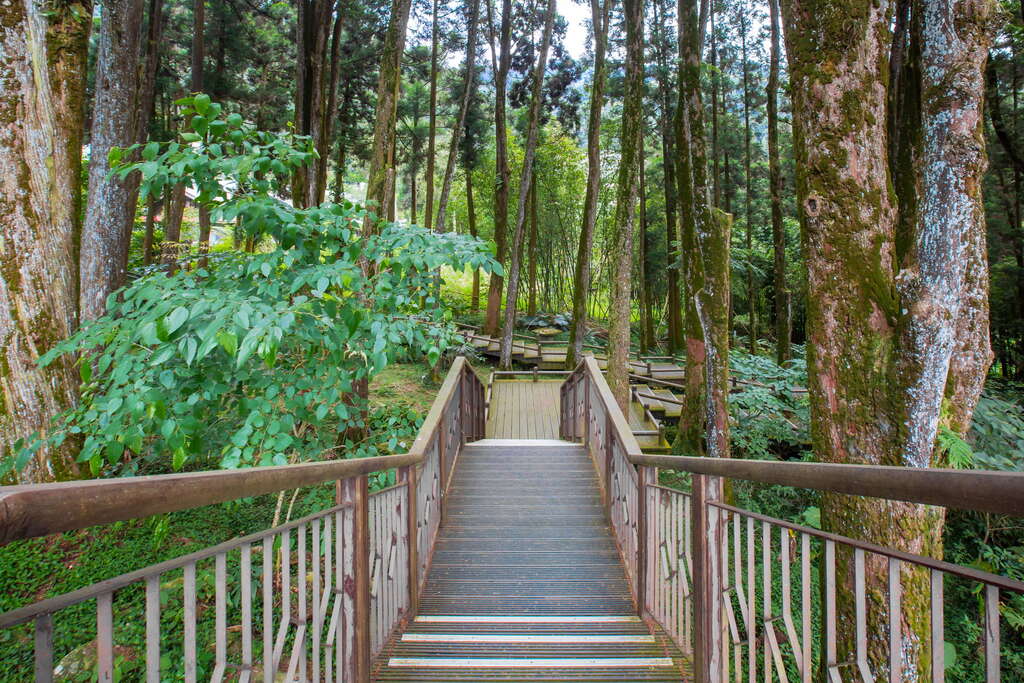 台灣肖楠母樹林是最輕易入門的步道