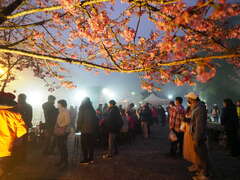 現場遊客們觀賞夜晚櫻花呈現的獨特景色