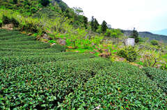 Zhangshuhu Tourist Orchard and Tea Plantation