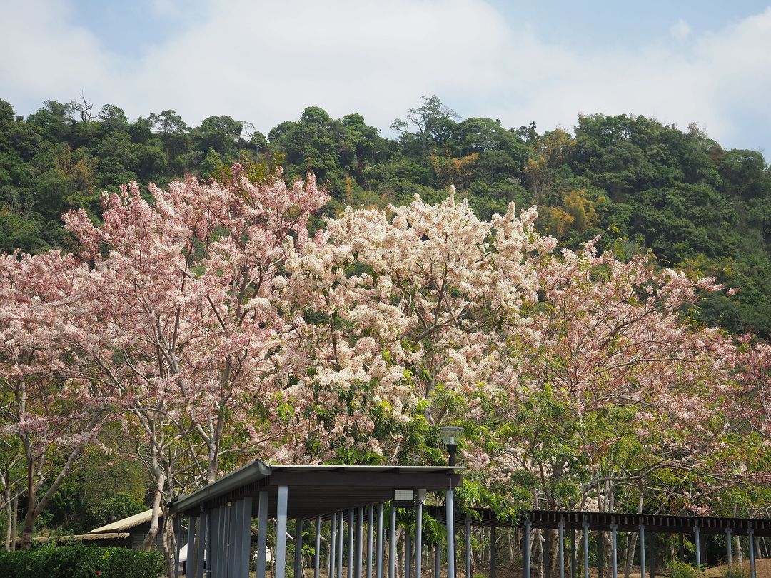 觸口遊客中心山腳下的泰國櫻花 - 粉紅花旗木( 近距離欣賞就是可愛的粉紅雞毛撢子 )看花朵的顏色就知道開花時間不同看起來很有層次，...