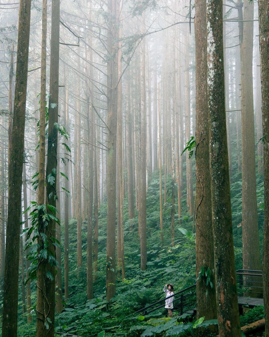 夢幻森林就在奮起湖杉林棧道❤照片授權 @rurimax_yi -⠀歡迎在您的貼文 #travelalishan 或 @travel...