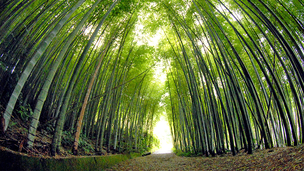 山林遊歩道