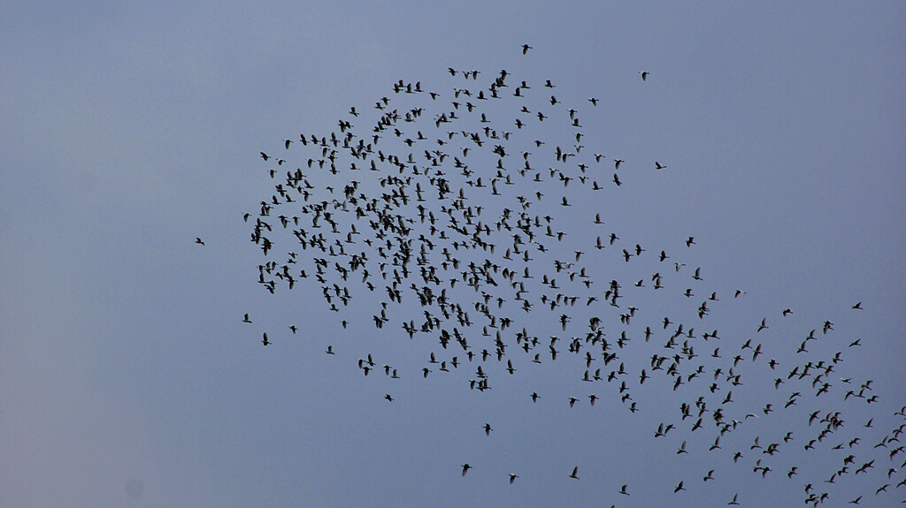 A flock of herons flying overhead (provided by the Chinese Wild Bird Federation)