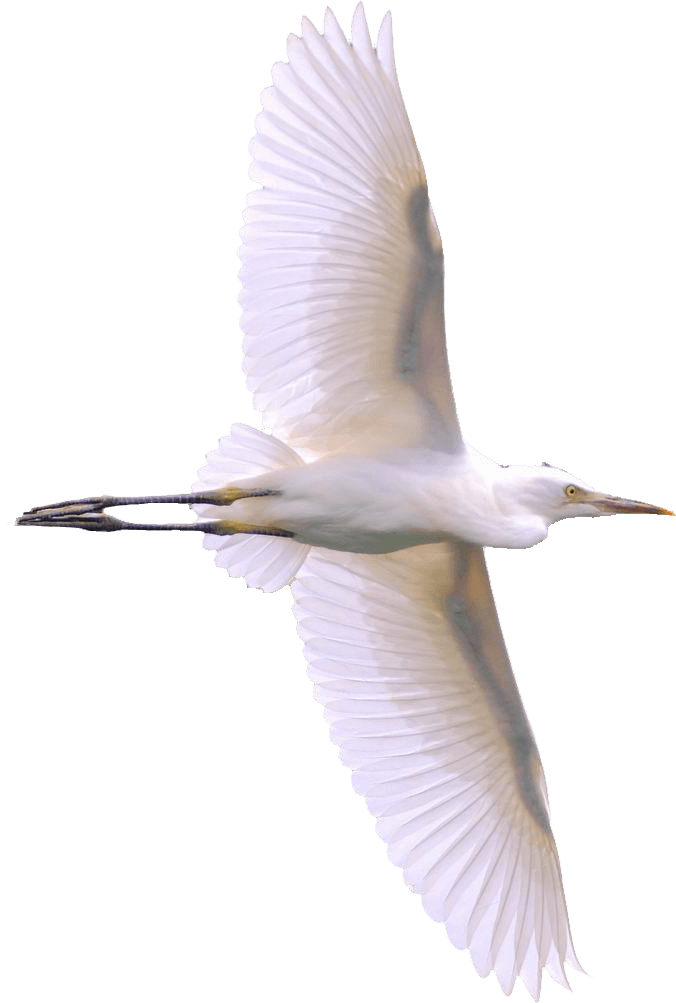 Cattle Egret