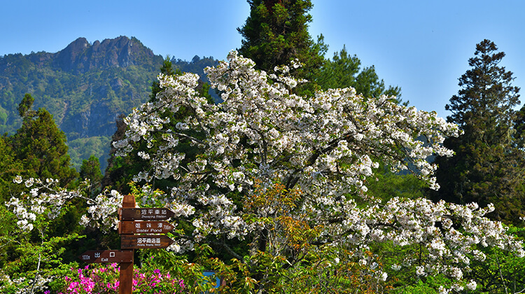 Zhaoping Station’s cherry blossoms