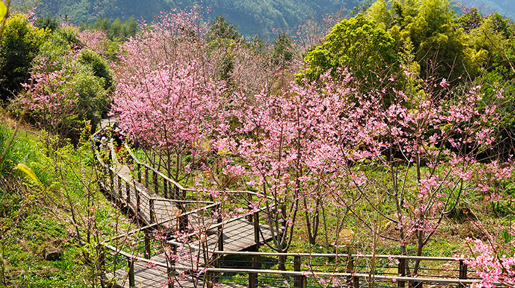 Cherry Blossoms from Shizhuo Cherry Blossom Trail