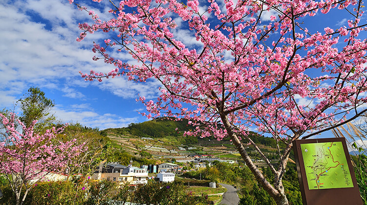 Xiding Eryanping cherry blossoms
