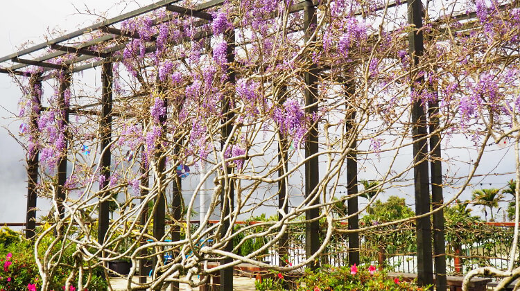 Wisteria at the Ruili Community