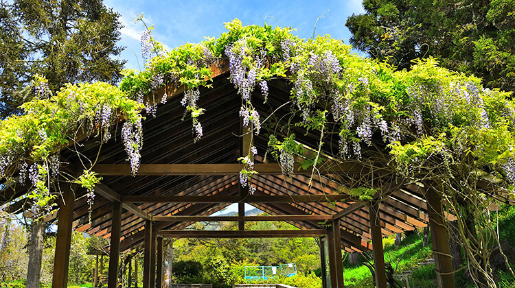 沼平公園藤