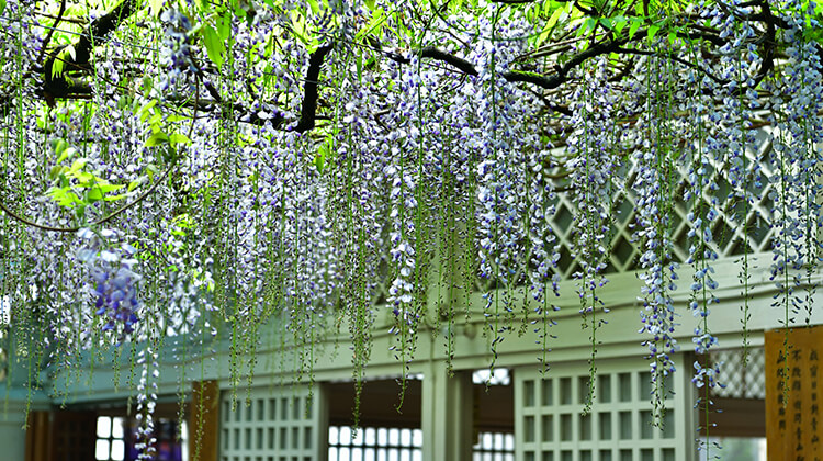 Wisteria at Ciyun Temple