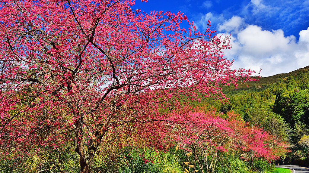 Fuji Cherry Blossoms (seen all over this area) – Huang Yuan-ming Photography
