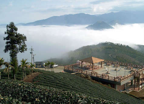 碧湖山觀光茶園（照片由店家授權提供）