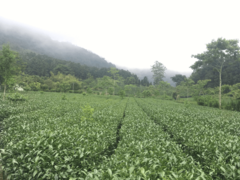 頂湖茶園