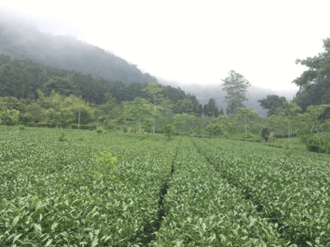 頂湖茶園