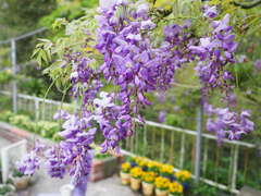 紫藤花季