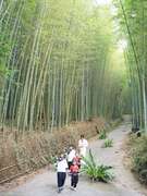 阿里山四季茶の旅　冬の竹林茶会