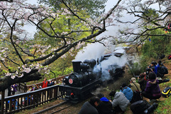 102-3-攝影比賽-入選 葉世賢  櫻花與火車