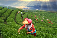 103-3-攝影比賽-石棹-佳作獎(創意)-何馭中-採茶（一）