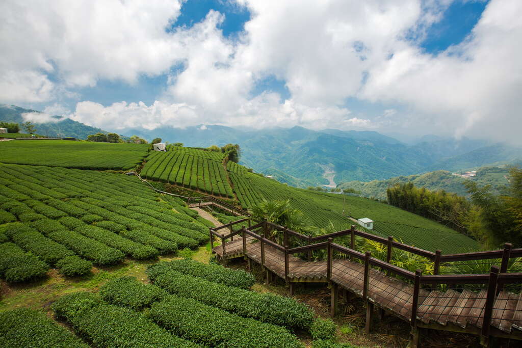 石棹步道群可見茶園風景