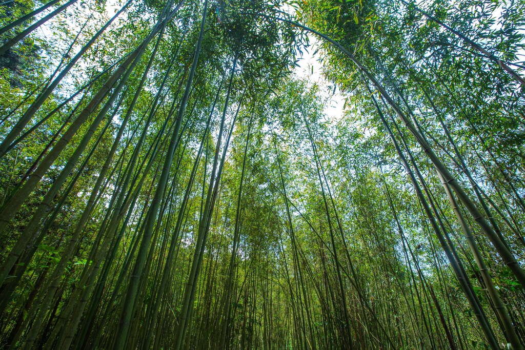 石棹步道群-竹林密布