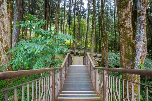 台灣肖楠母樹林