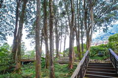 阿里山肖楠母樹林鄰近奮起湖老街
