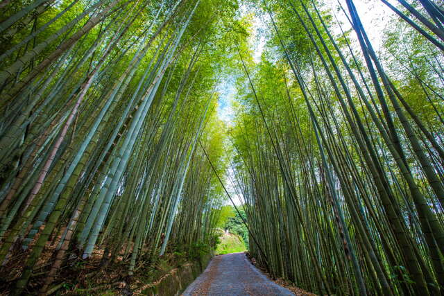 綠色隧道為一竹杉林環狀步道，全程約2.5公里