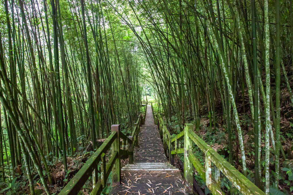 竹林間的步道涼意滿滿