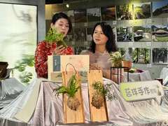 林園製茶產業夥伴-苔球首座diy