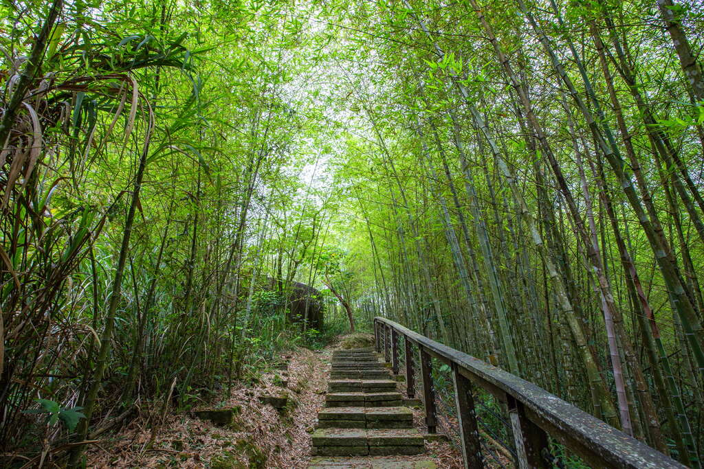 Makino Bamboo Forest