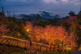 夜間賞櫻還有出現雲海_攝影：余信賢