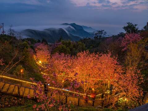 夜間賞櫻還有出現雲海_攝影：余信賢