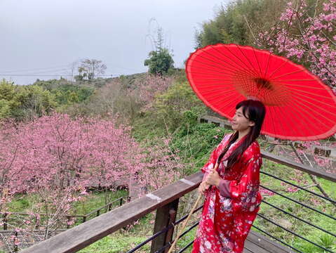 和服體驗-「穿和服、賞櫻花」