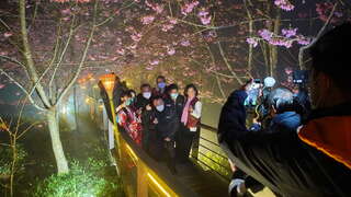 櫻花樹下聊天散步、拍照打卡，感受身處日本賞櫻般的熱鬧氣氛