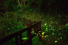 圓潭生態園區-螢火蟲像鋪滿步道一樣