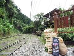 阿里山四季の茶旅 夏季森林茶会-山の避暑オリジナル夏の節気茶