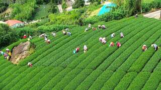 即時影像-生力農場茶園