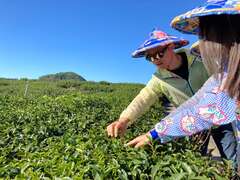 阿里山國際茶藝學校-採茶體驗