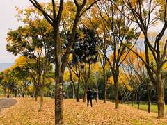 台灣原生種喬木-無患子區正逢落葉時期