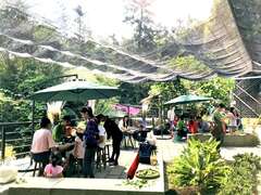 Alishan Four Seasons Tea Tour, Autumn Landscape Tea Festival, Autumn Cool Breeze, Thousand Birds Soar in the Sky