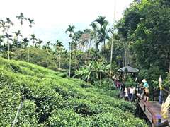 阿里山四季の茶旅 秋季地景茶会 秋空を舞うサギの群れ 秋の節気茶宴