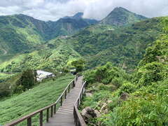 群山與茶園景觀