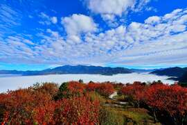 小笠原山的玉山楓紅大雲海-黃源明攝影DSC_3297