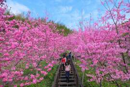阿里山國家風景區的石棹櫻之道-黃源明攝影DSC_8337
