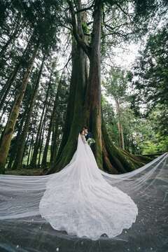 Alishan Divine Tree