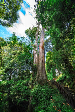 2024 Alishan Photography Contest (9)