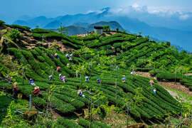 2024 Alishan Photography Contest (11)