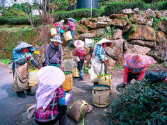 2024 Alishan Photography Contest (15)