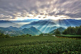2024 Alishan Photography Contest (18)