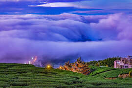 2024 Alishan Photography Contest (27)